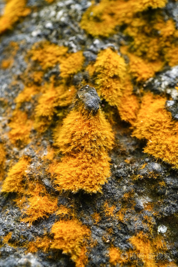 树皮黄的叶状地衣