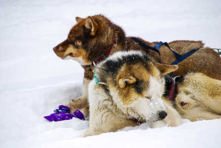 雪橇犬的狗