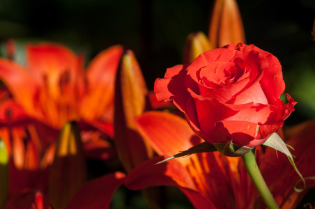 玫瑰。一种带刺的灌木或灌木，通常有红色粉红色黄色或白色芳香的花，原产于北温带地区。