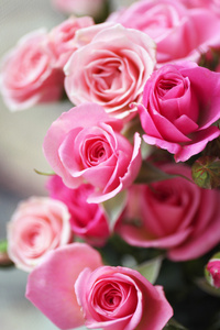 美丽的粉红色玫瑰关闭