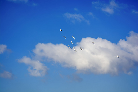 鸽子蓝天图片
