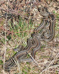 常见的欧洲加法器vipera berus