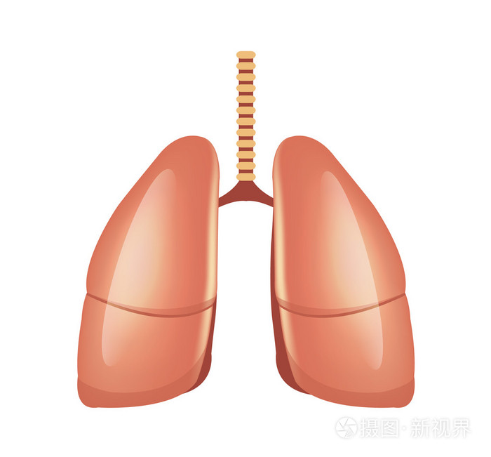 矢量的肺插画