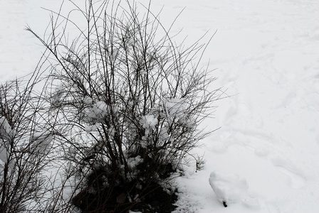 新鲜的雪盖，在冬天的时候在维尔纽斯市