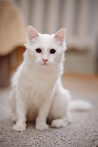白色只毛绒绒的猫