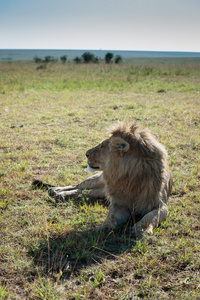 在非洲大草原的狮子