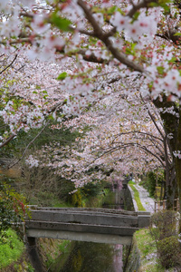 京都