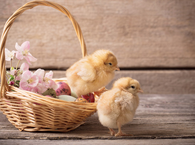 鸡用木制背景上的复活节彩蛋