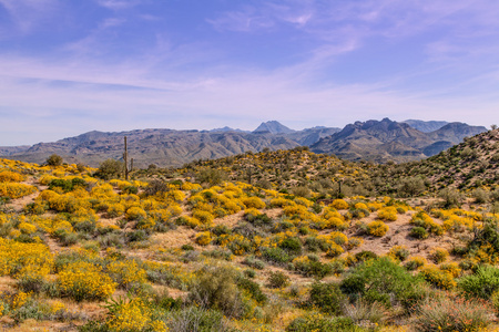 亚利桑那州沙漠的春天