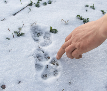 在雪地上的足迹