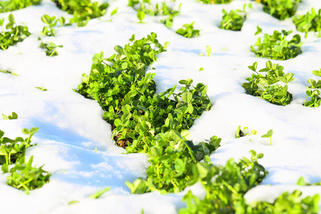 雪中的春天绿草