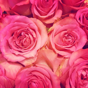 洋红色的小花图片