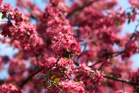 Sakure 鲜花盛开