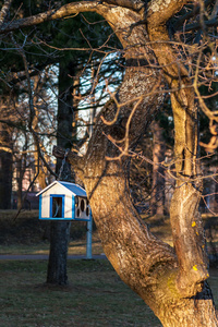 在公园的一棵树上的鸟窝