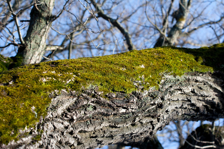 苔藓生长在树皮上