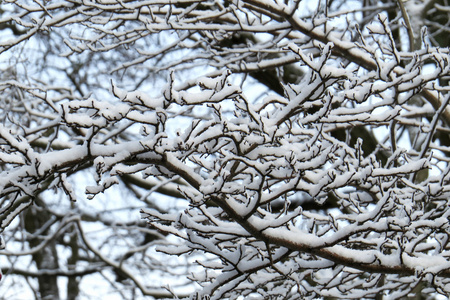 分支机构与雪