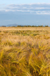 小麦生长在绿色农场的场长