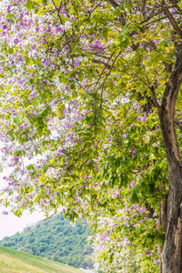 大叶紫薇丰花花背景，夏天花