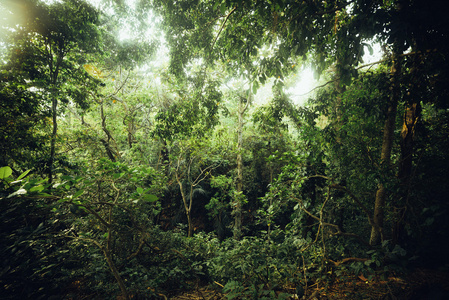 热带森林