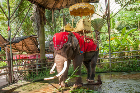 傣族民族大象西双版纳傣族园橄榄坝照片