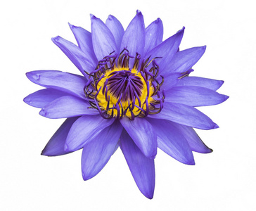 紫莲花白隔离