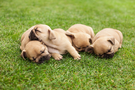 小睡眠法国斗牛犬幼犬