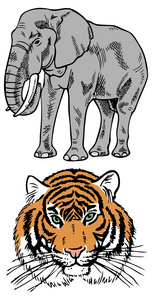 大象和老虎