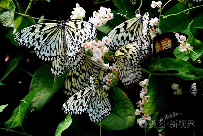 峇都丁宜马来西亚蝴蝶
