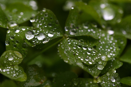 在绿色的树叶上的雨滴