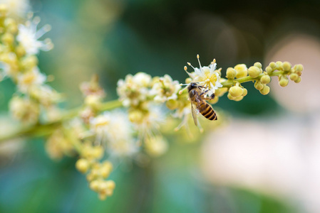 工作蜜蜂收集花蜜从龙眼花