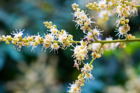 工作蜜蜂收集花蜜从龙眼花