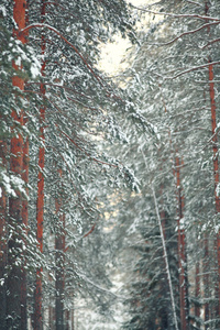 在冬季森林中的松树