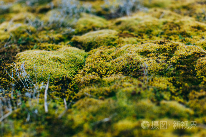 苔藓和地衣在春木