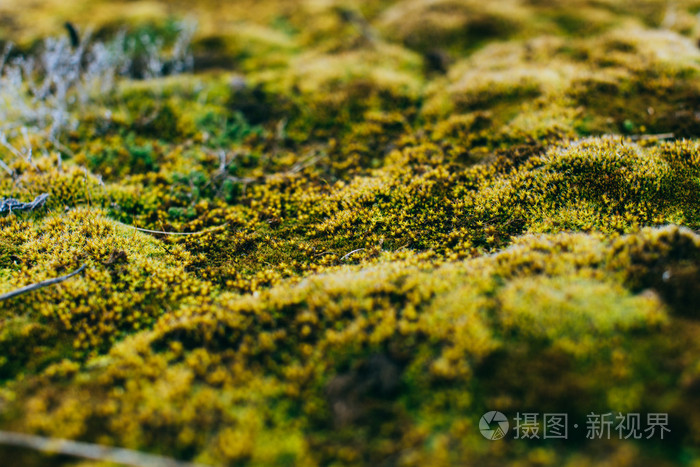 苔藓和地衣在春木
