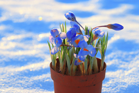 蓝色的番红花鸟语花香的春天图片