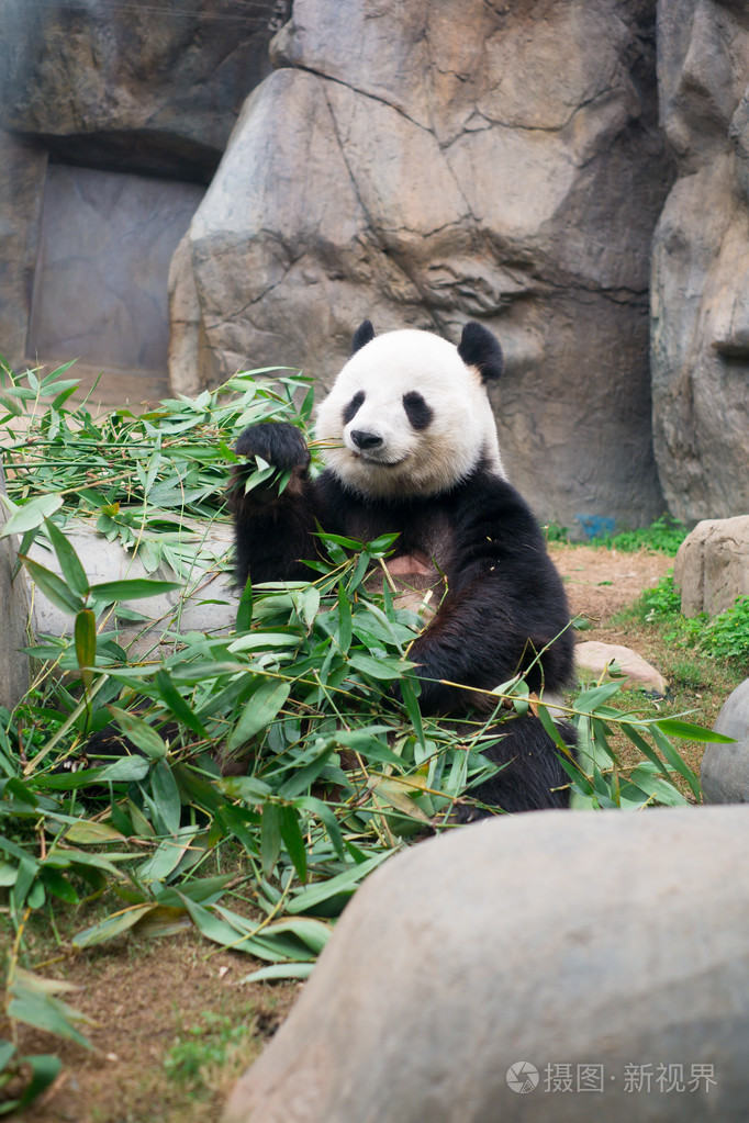 大熊猫为什么吃竹子图片