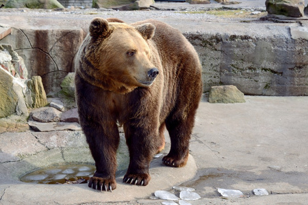 棕色在动物园里的熊