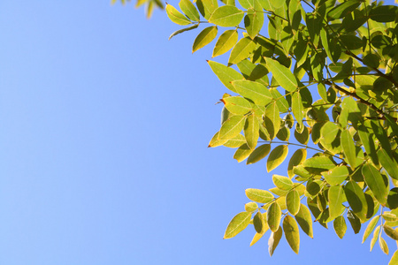 秋天的树叶照片