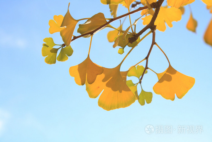 银杏叶照片 正版商用图片1iddt2 摄图新视界