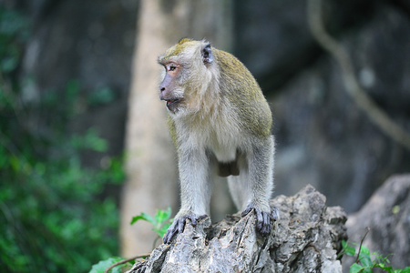 在泰国丛林猴子