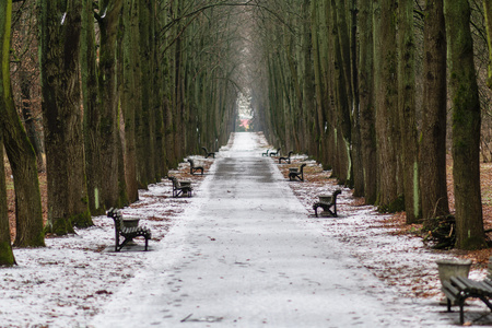 公园大道在冬天的天