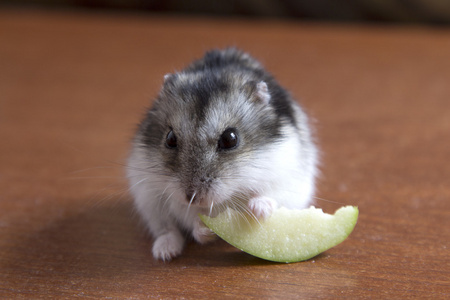 可爱仓鼠图片大全