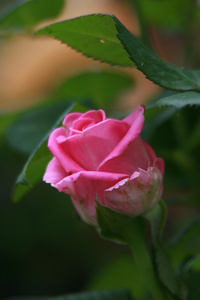 美丽绽放粉红色玫瑰花上模糊的背景