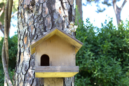 树上的松鼠图片