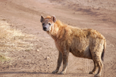 鬣狗在坦桑尼亚草原上行走照片