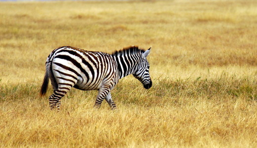 斑马在非洲的国家公园