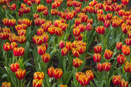 郁金香花