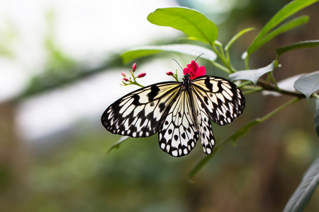 想法 leuconoe 蝴蝶