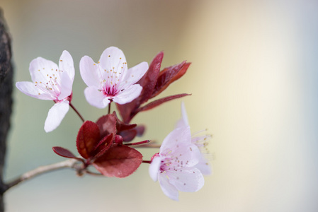 梅花