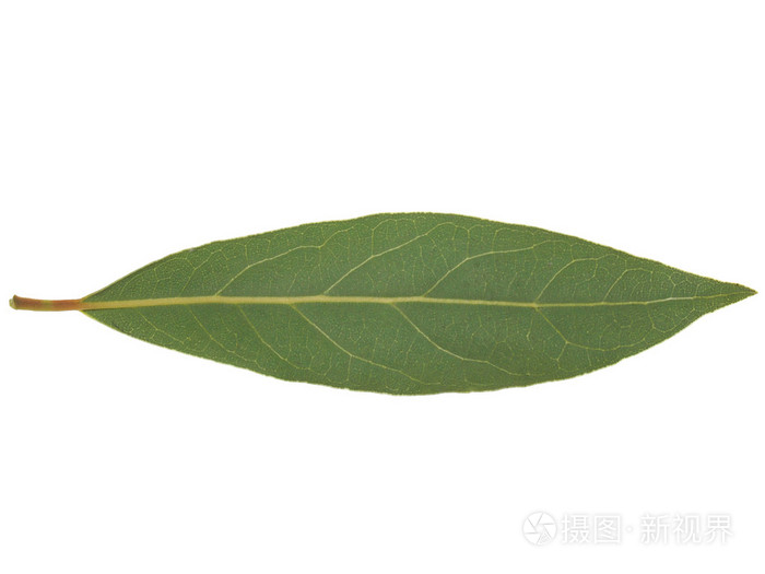 月桂树树香叶孤立照片 正版商用图片1idine 摄图新视界